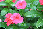雨后的花