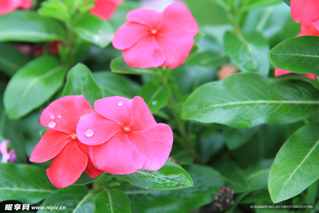 雨后的花