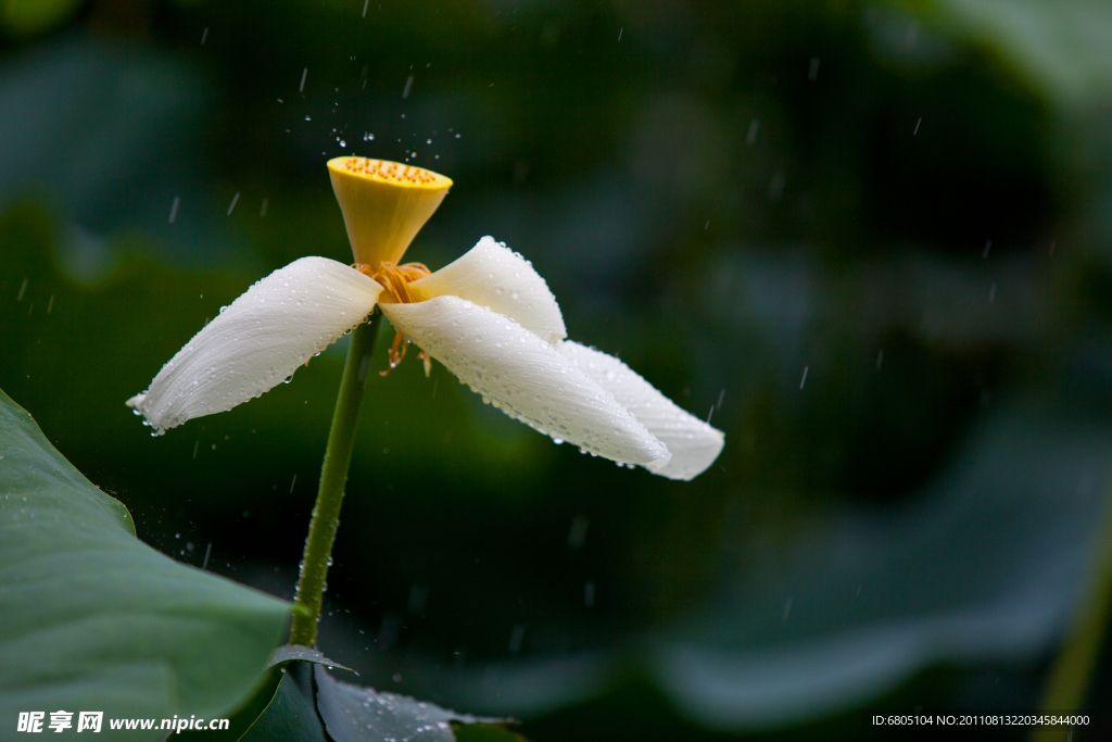 雨荷