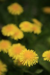 雏菊