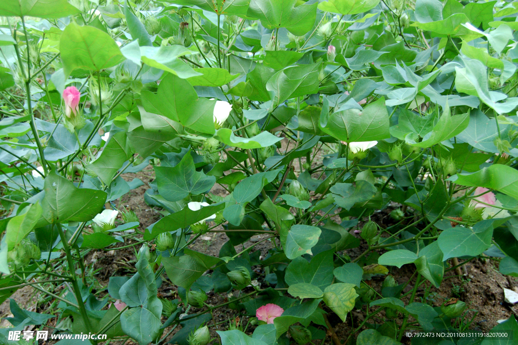 棉花