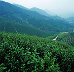 茶山风光