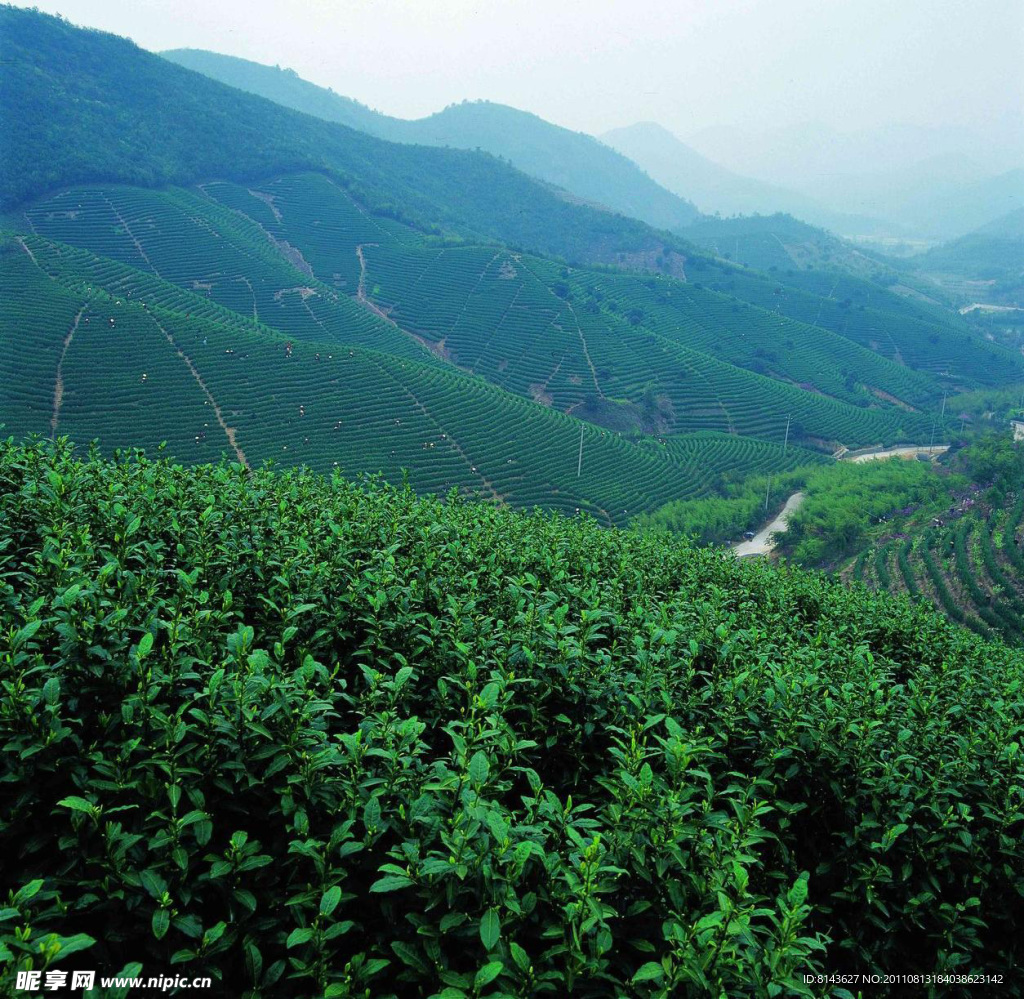 茶山风光