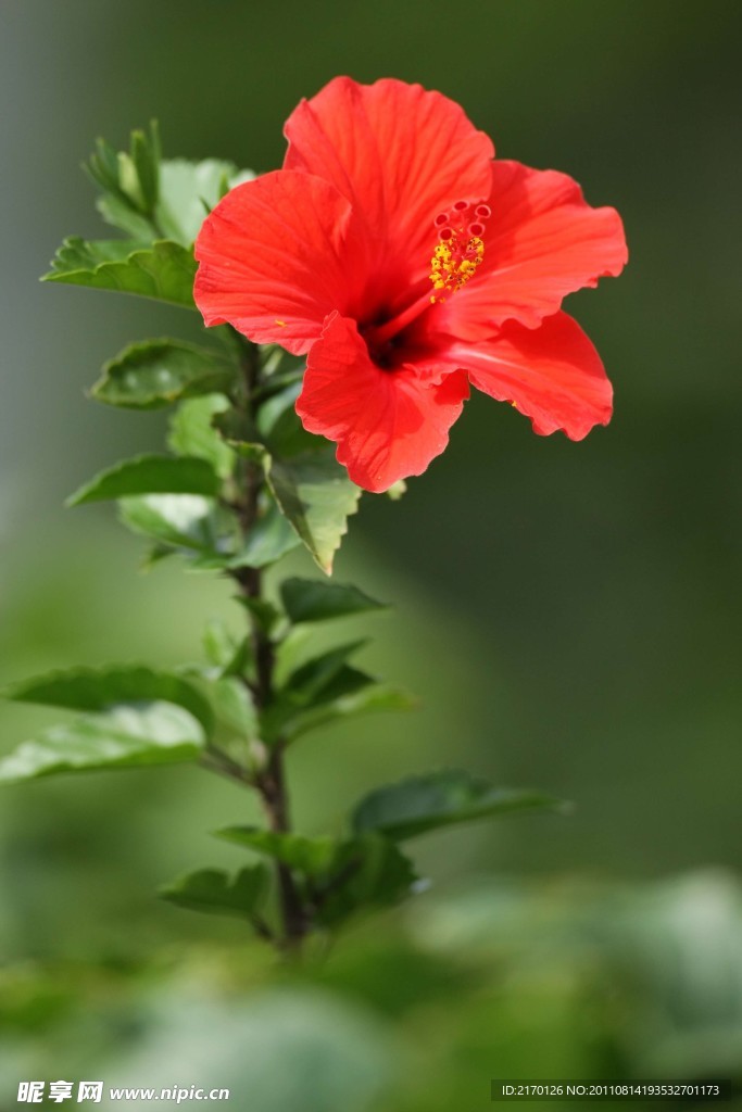 朱槿花