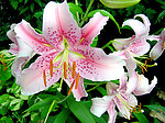 百合花