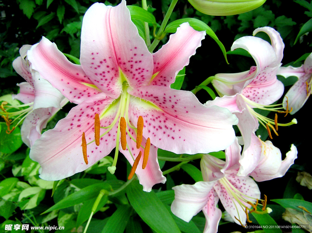 百合花