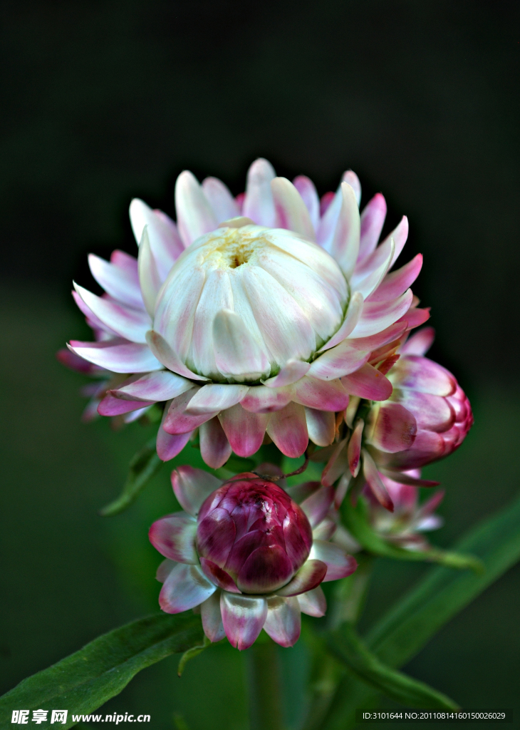 蜡菊