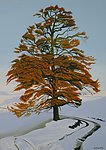 雪松