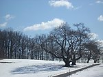 雪里的阳光