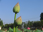 南昌市象湖湿地公园荷花池荷花