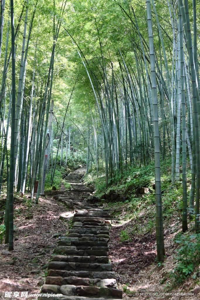 竹林