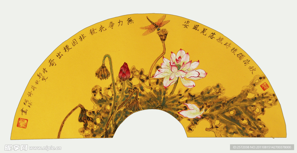 荷花蜻蜓