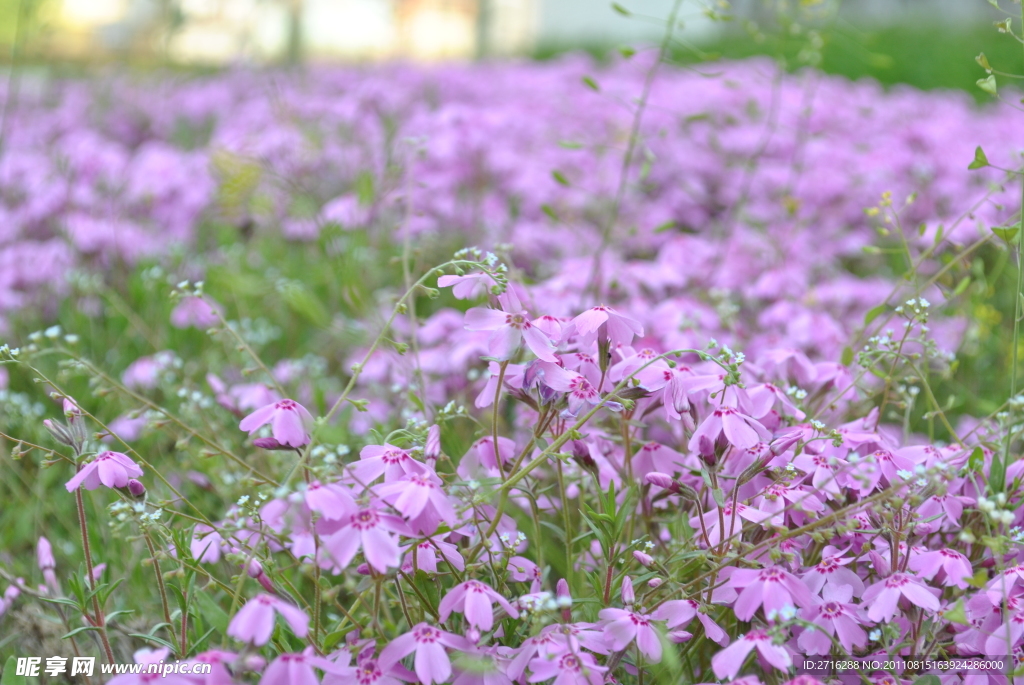 花丛