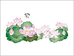清纯荷花