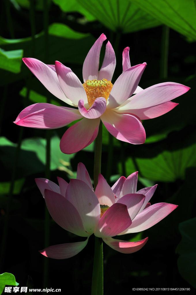 荷花 莲花