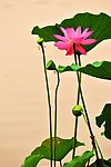 荷花 莲花