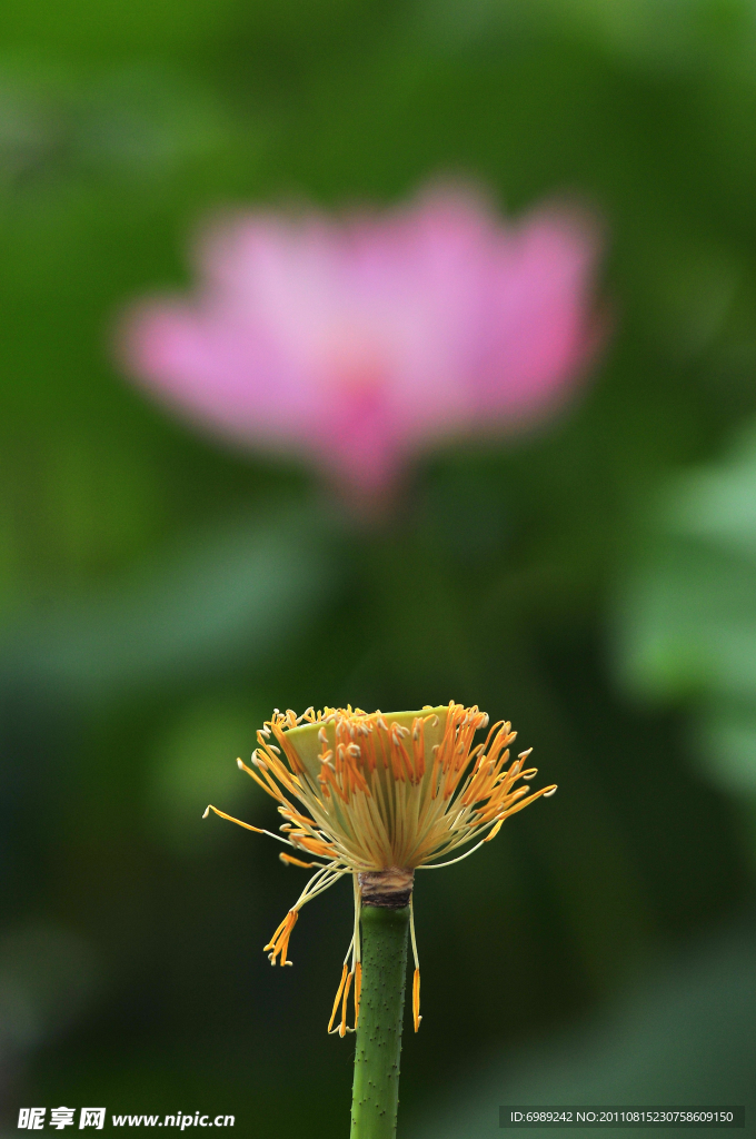荷花 莲花