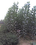杨树林