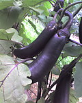 茄子