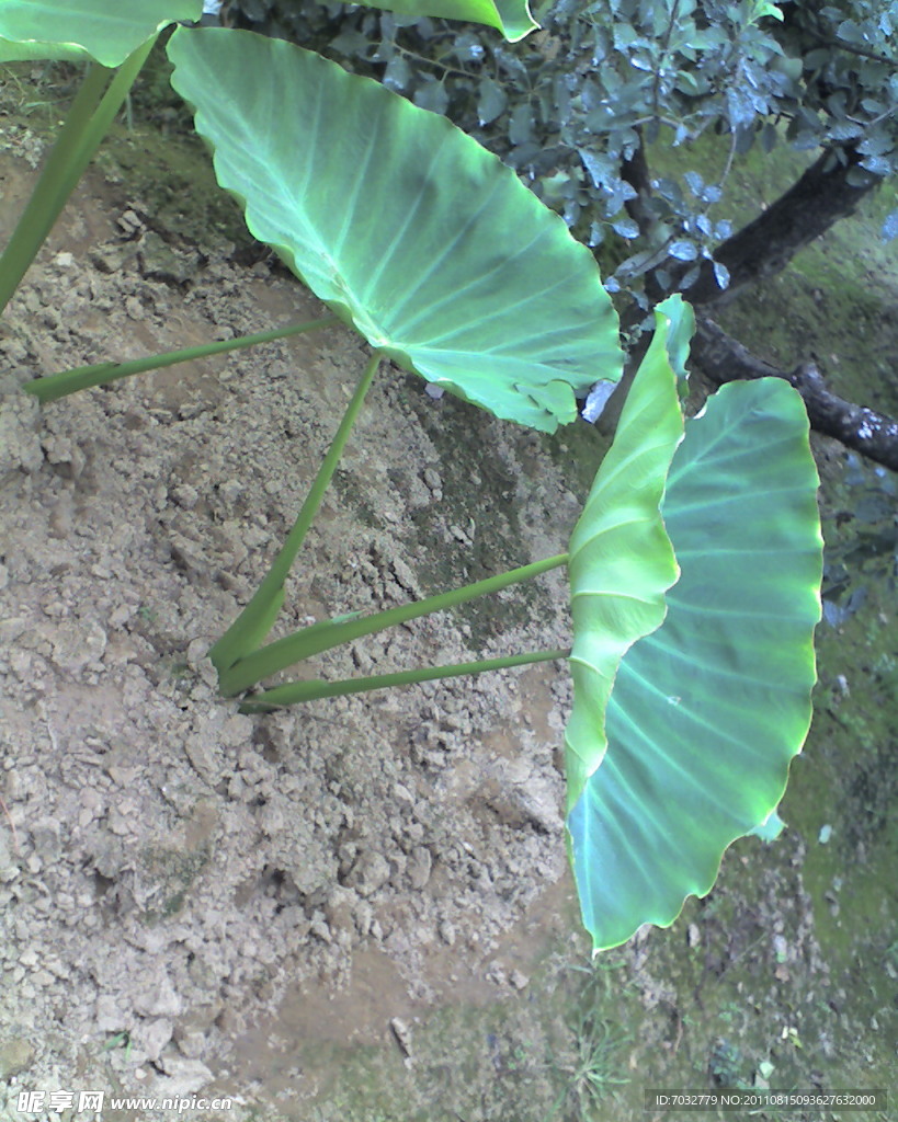 芋头树