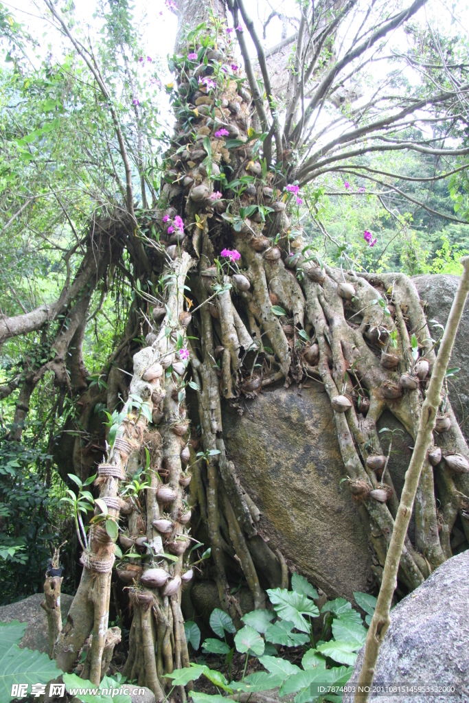 树根