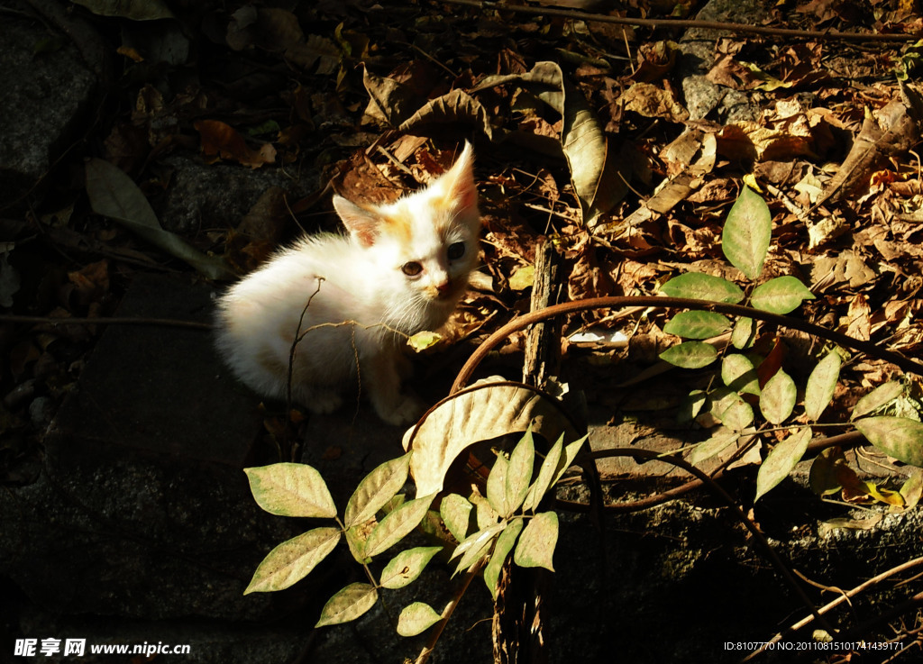 小野猫