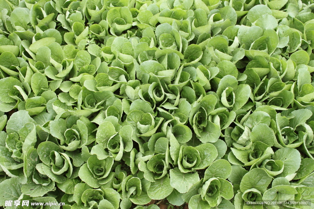 蔬菜