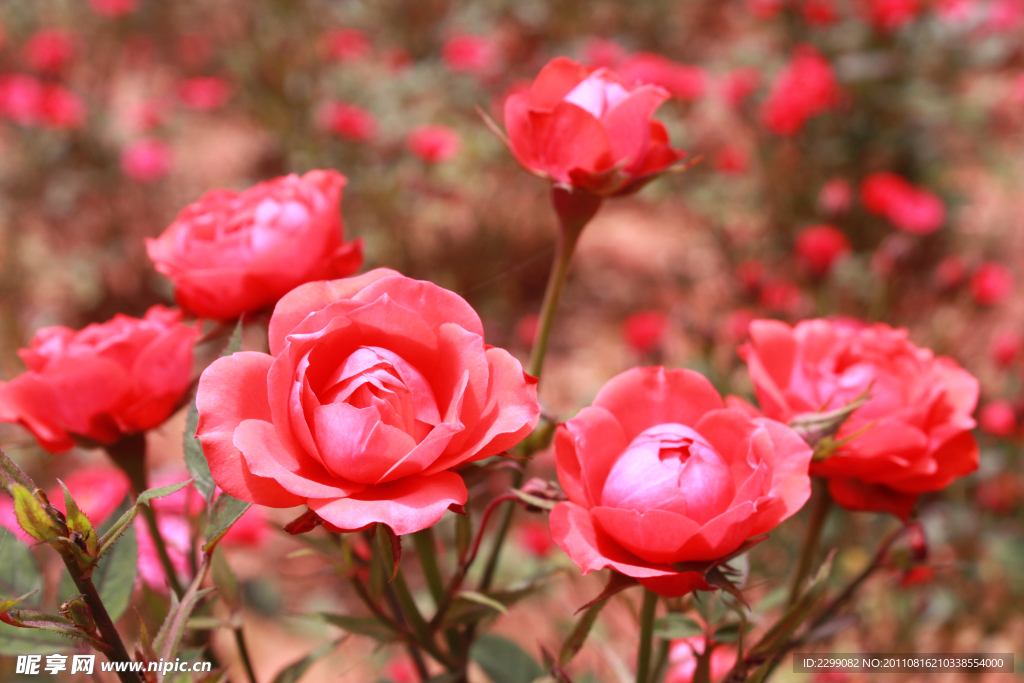 月季花