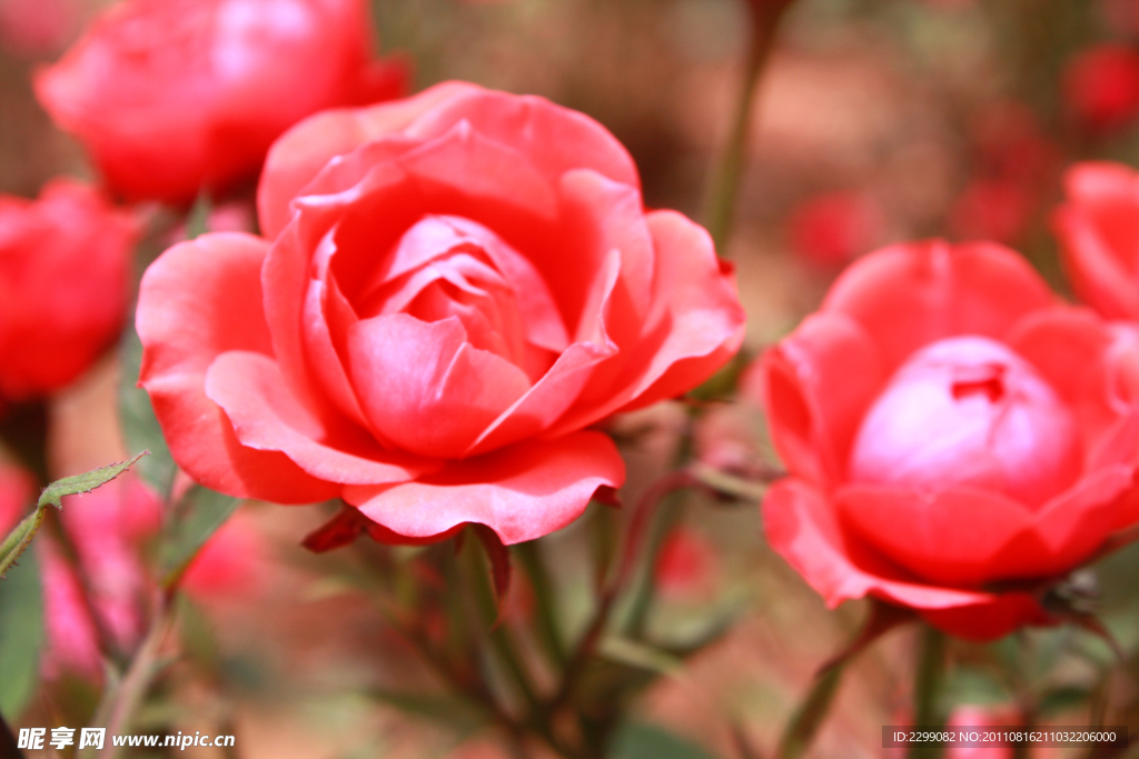 月季花