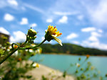 黄花