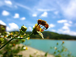 蜜蜂