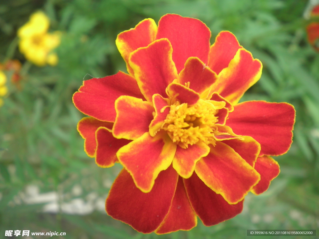 小花