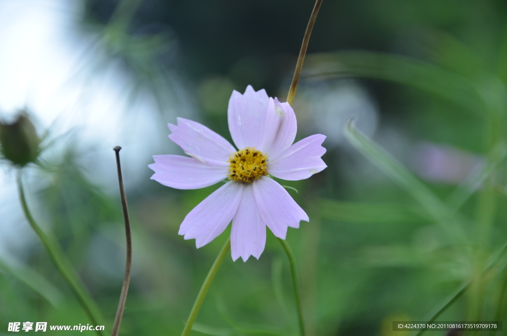 波斯菊