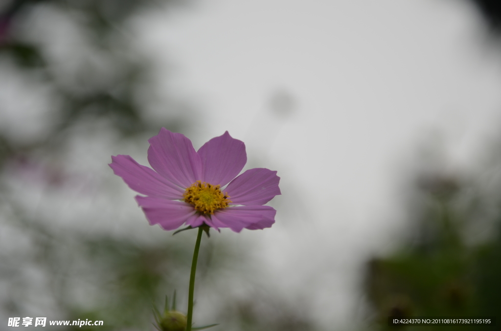 波斯菊