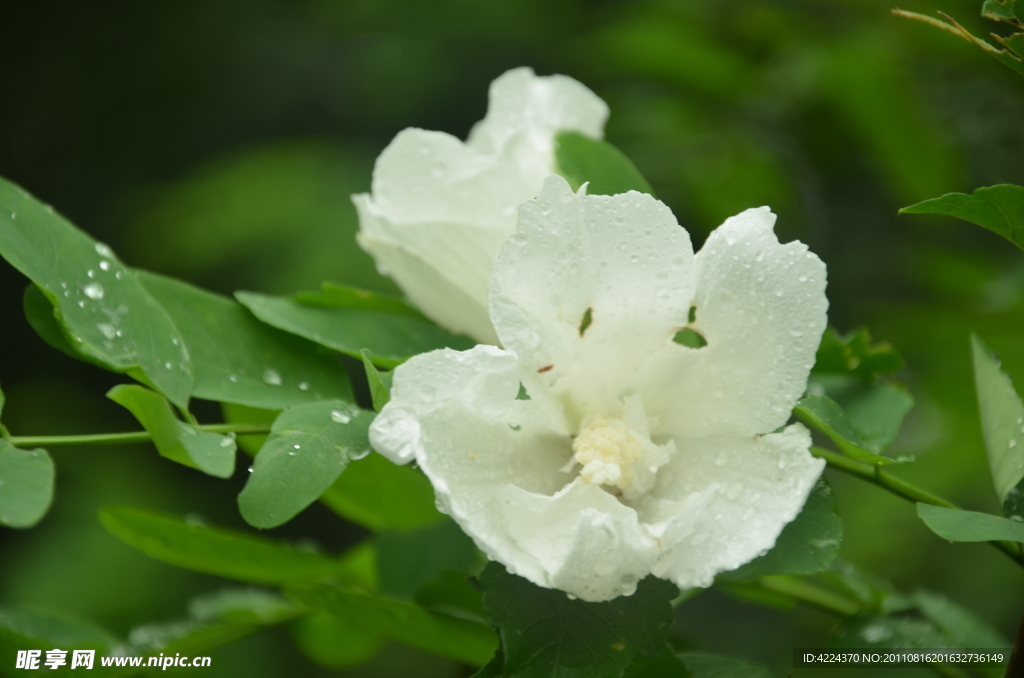 木槿花