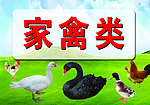 家禽类挂牌