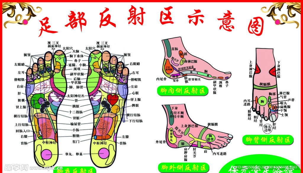 脚底按摩反射图