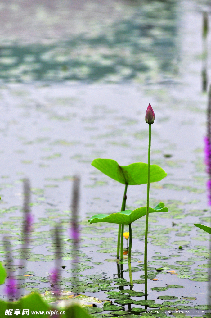 荷花 莲花