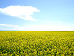 茶卡 盐湖 油菜花田