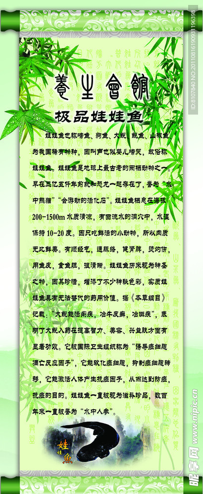 娃娃鱼 展板