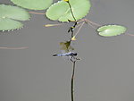 蜻蜓