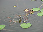 蜻蜓点水