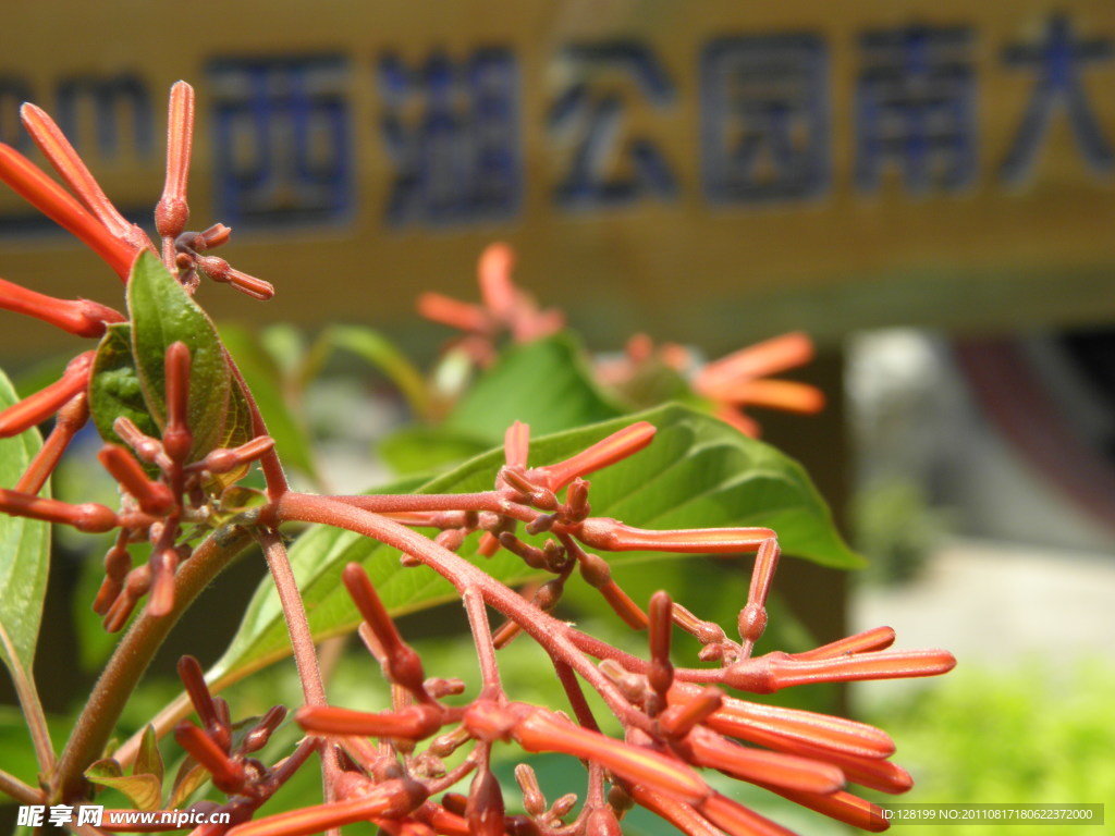 希茉莉