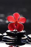 美丽鲜花