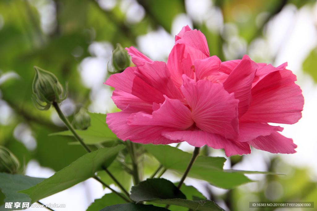 木芙蓉