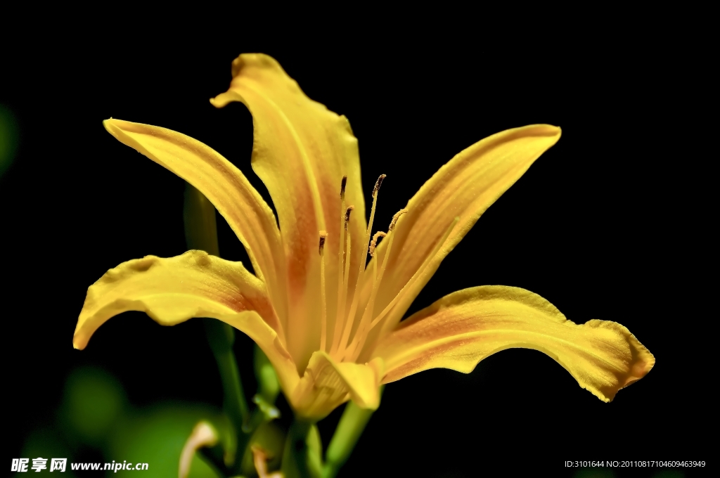 百合花