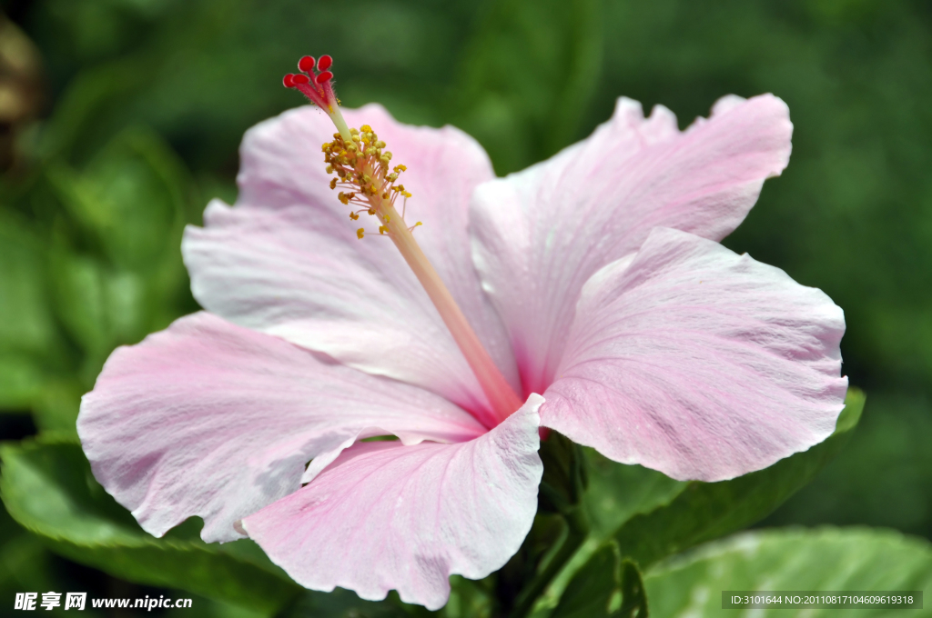 芙蓉花