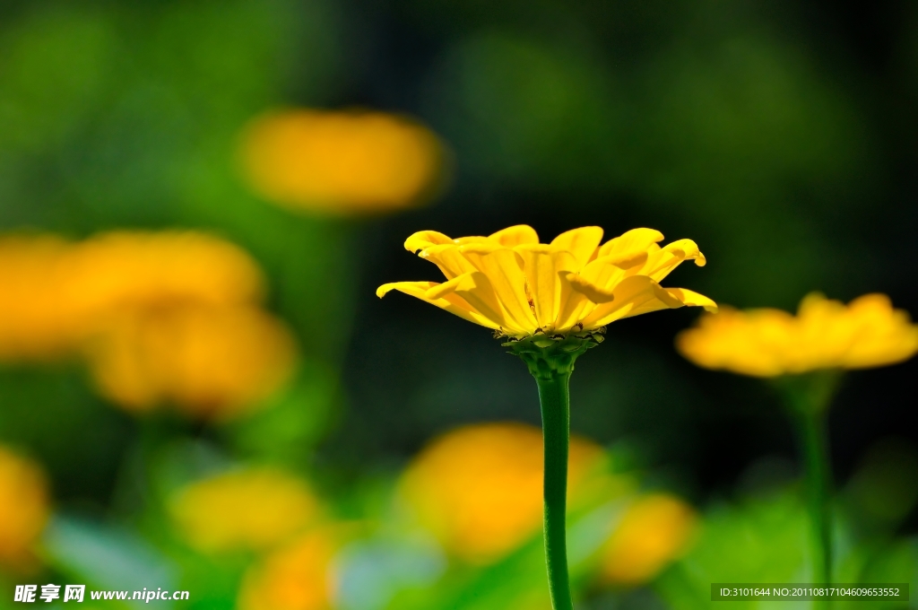 雏菊