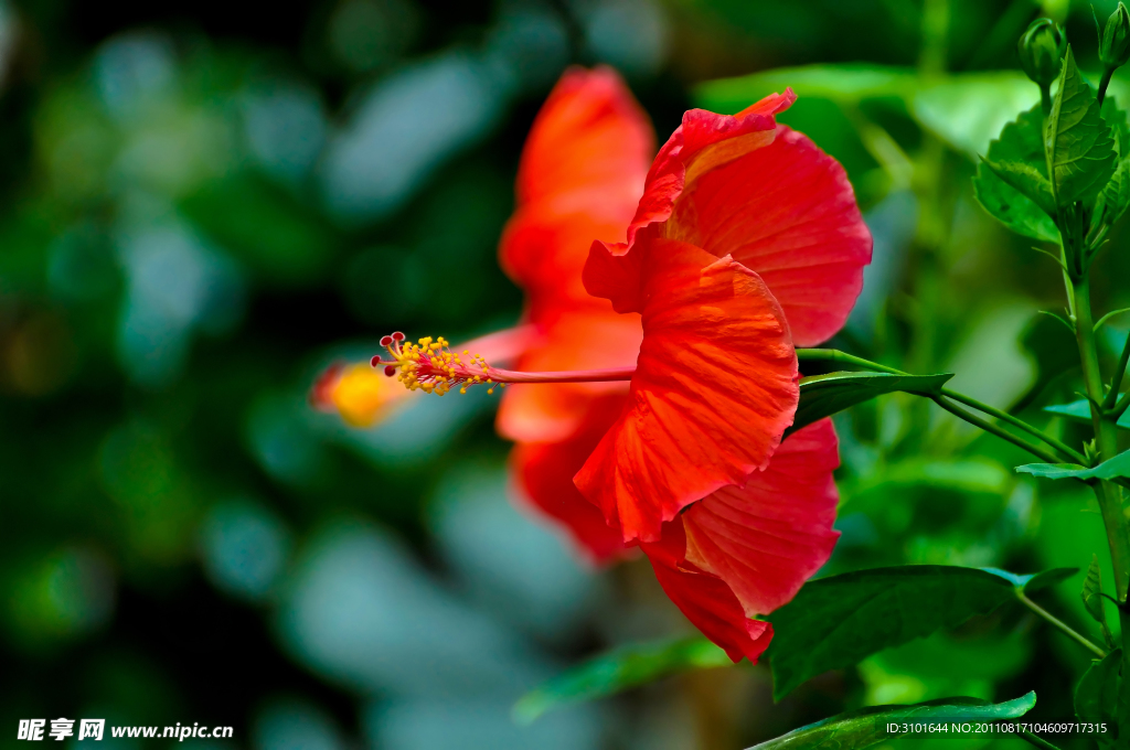 芙蓉花