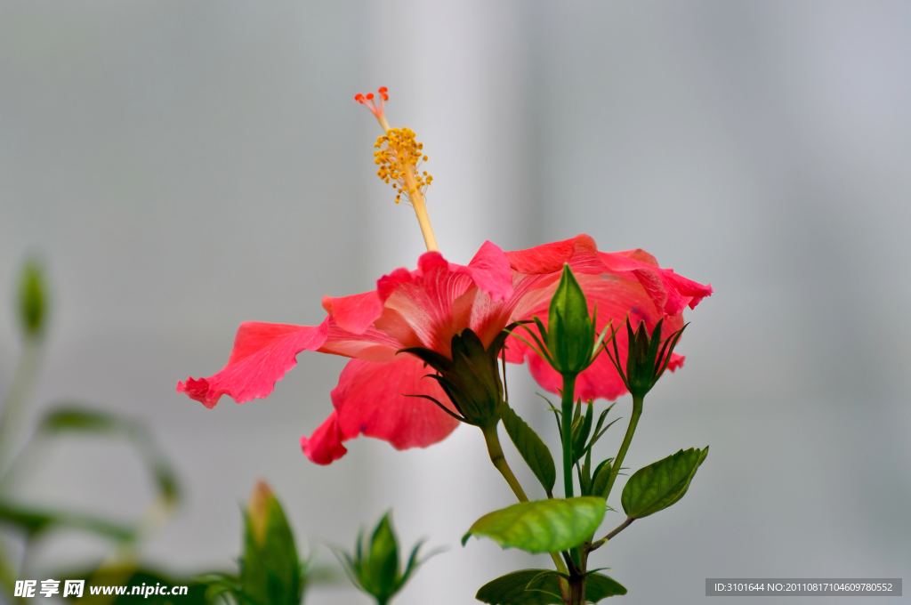 芙蓉花